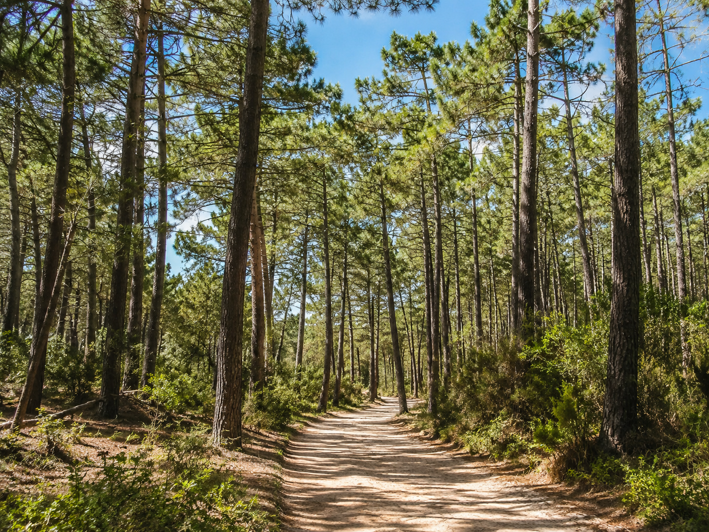 Forêt landaise autour de Lacanau pour une balade pendant un road trip en van